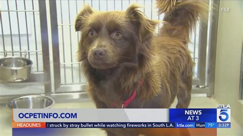 Dozens of stray pets brought to Orange County animal shelters on July 4th